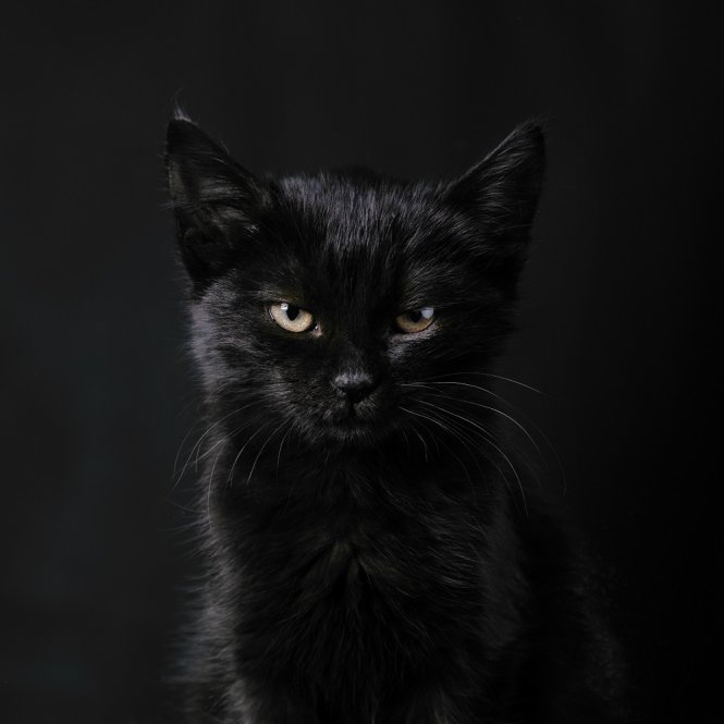 schwarze Katze 